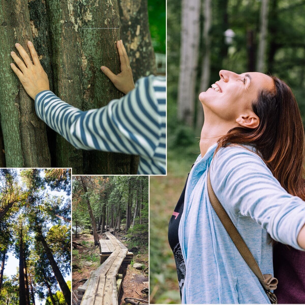 Peaceful forest bathing experience in Maine surrounded by trees and nature