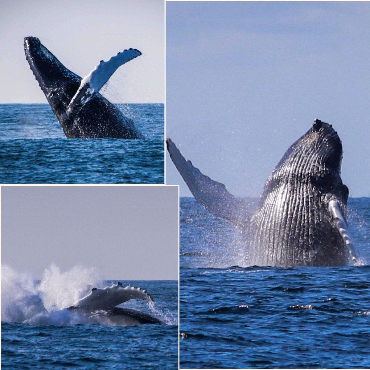 Kennebunkport, Guests enjoying a whale watch tour in Maine with scenic coastal views